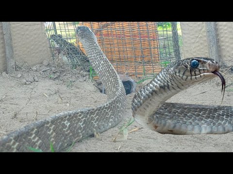 DIY Creative Snake Trap/Snake Trap Easy