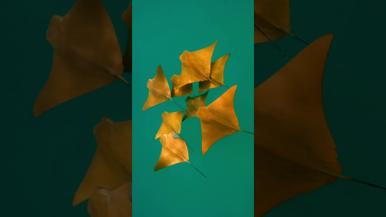 The Golden Cownose Ray
