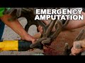 I SLICED the antlers off 4 MONSTER BUCKS! | Emergency Amputation