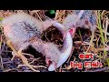 BABY HERON EAT BIG FISH
