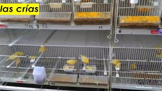 Como Enseñar pájaros pichones a comer solo (MUCHO MAS RÁPIDO)