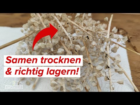 Samen ernten, trocknen und lagern - So einfach kann es sein - Darauf musst du achten!