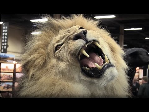 Thumbnail of the video: BLOOD LIONS® OFFICIAL TRAILER 2015 | Award winning feature documentary