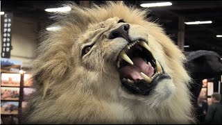 BLOOD LIONS® OFFICIAL TRAILER 2015 | Award winning feature documentary