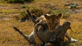 Taronga Zoo Dubbo Australia  Episode 3 4K, Real Animals and Real Animal Sound, Cheetah, Lion, Tiger