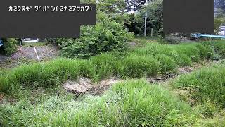 上椚田橋映像監視局