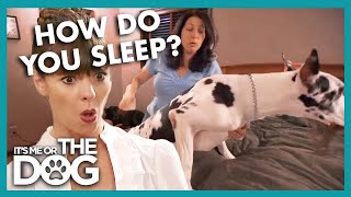 Great Dane Won’t Get Off the Marital Bed! 🛏️🐶 | It’s Me or The Dog
