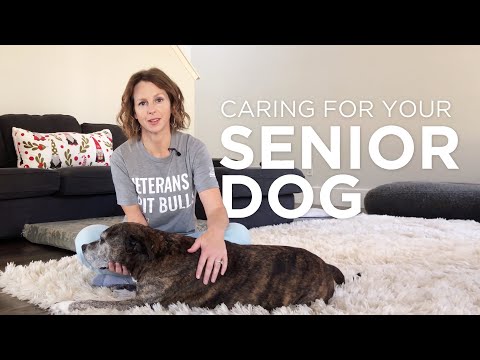 Caring For Your Senior Dog