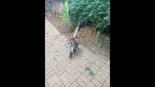 Download lagu Bocah Misahin Ayam Ngadu... mp3 Download lagu Bocah Misahin Ayam Ngadu... mp3