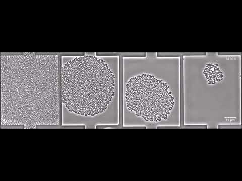 Natural biocide cocktails: Combinatorial antibiotic effects of prodigiosin and biosurfactants