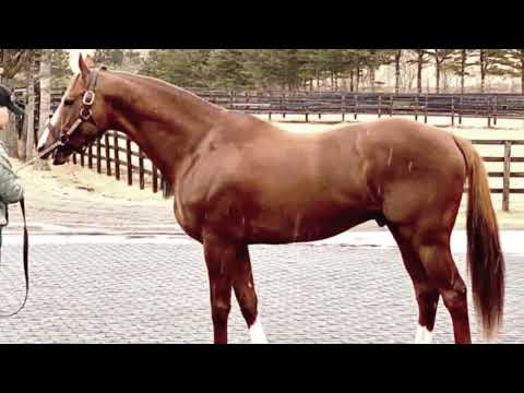 Where Are They Now: California Chrome