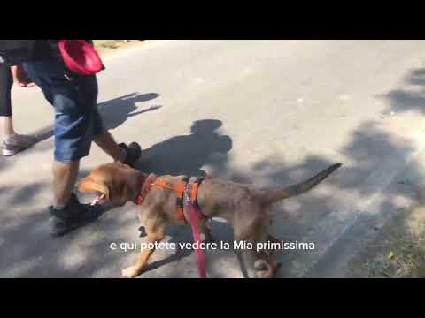 Video di JOY