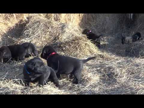 Labrador Retriever Puppies