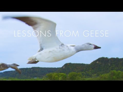 Lessons from Geese: Line of One