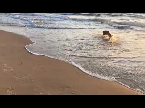 Moose and Marni at beach in KDH - 7/4/18