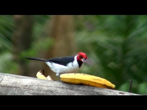 Kardinál červenohlavý (Paroaria gularis) — starostlivosť, voliéra a kŕmenie