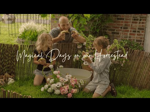 Our Ducklings’ First Swim  | Peaceful Farm Life & Slow Living Moments