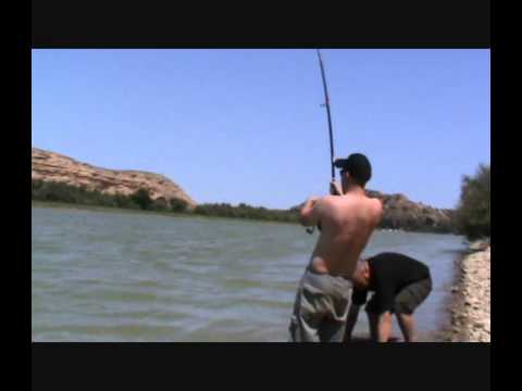 158lb Ebro monster Catfish