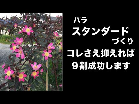 手間をかけずに庭のモクレンをうまく維持するためのアドバイスと推奨事項  庭園