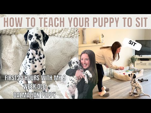 PICKING UP MY DALMATIAN PUPPY! | HOW TO TEACH YOUR PUPPY TO SIT | THE FIRST 24 HOURS WITH MY PUPPY🐶