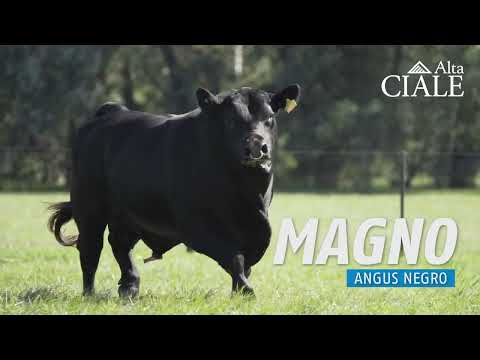 CIALE Alta 💥 𝑻𝑶𝑹𝑶 𝑴𝑨𝑮𝑵𝑶 💥 Angus Negro