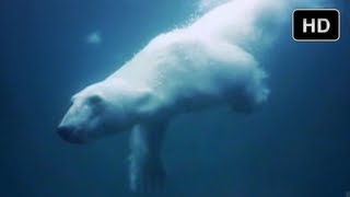 To The Arctic -The Extremes of IMAX 3D Underwater 