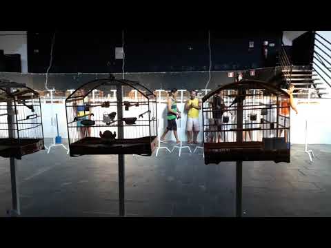 Torneio de Coleiros aopjf na Abcr shou dia 11/02/ 2018 o dias das melhores máquinas da região