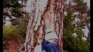 preview picture of video 'Bundet til et tre i skogen'