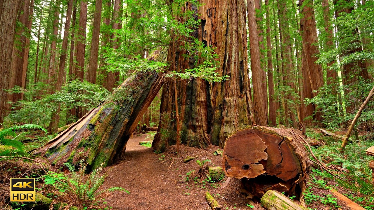 Big Trees Loop Trail ☘️ | Humboldt Redwoods State Park California 4K 60 FPS
