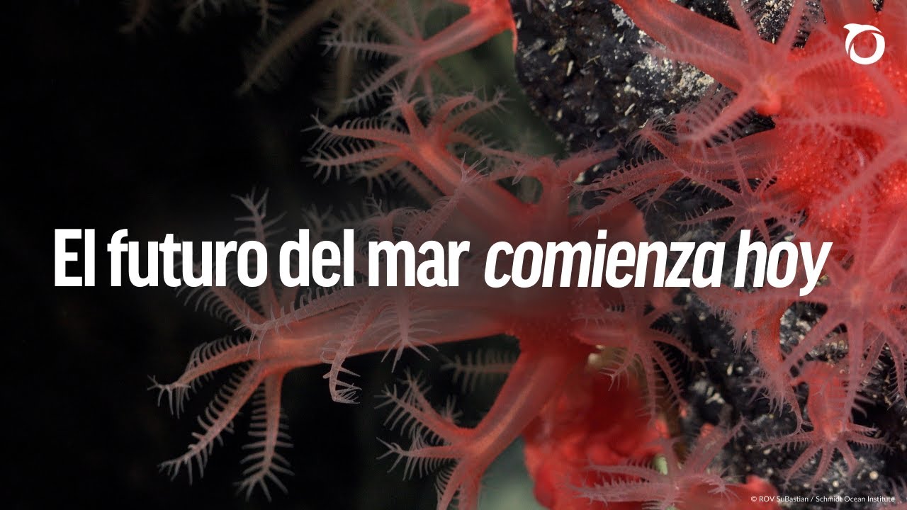 Tratado de Alta Mar entra en vigor: el futuro del mar comienza hoy