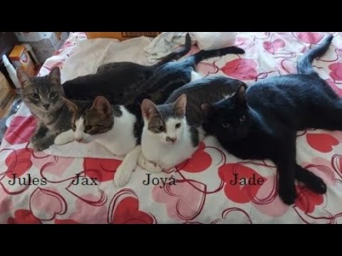 Cat for adoption - Jade *CH*, a Domestic Short Hair in