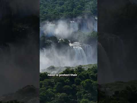 Save the Oncilla Now#animals #Oncilla #animal #viralvideo #viral