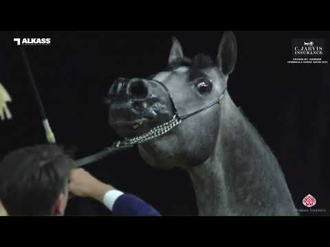 N 147 D MEMZER   Katara Int  Arabian Peninsula Horse Show 2023   Stallions 4 6 Years Old Class 10