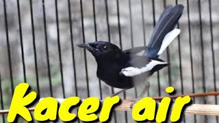 Download lagu Suara pancingan Kacer air / Meninting besar gacor cocok di jadikan suara pikat mp3 Download lagu Suara pancingan Kacer air / Meninting besar gacor cocok di jadikan suara pikat mp3