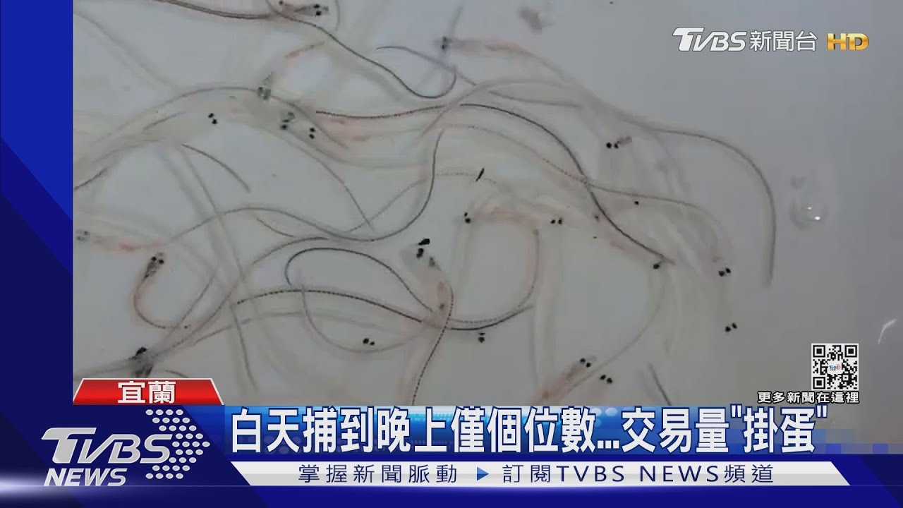 漁民收入慘!「鰻苗」產量同期相比少98%