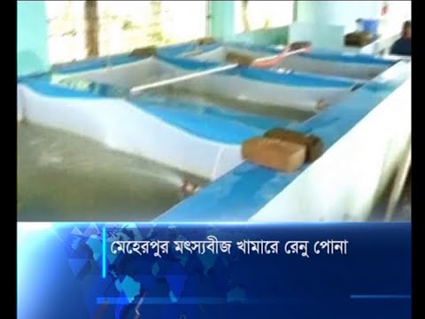 মেহেরপুর মৎস্যবীজ খামারে রেনু পোনা