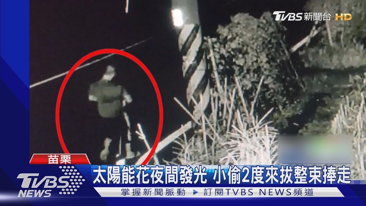 太陽能花夜間發光 小偷2度來拔整束捧走