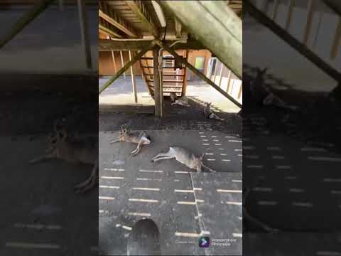 PATAGONIAN MARA(RODENTS)🇯🇵#cutie#patagonian#mara#Shorts