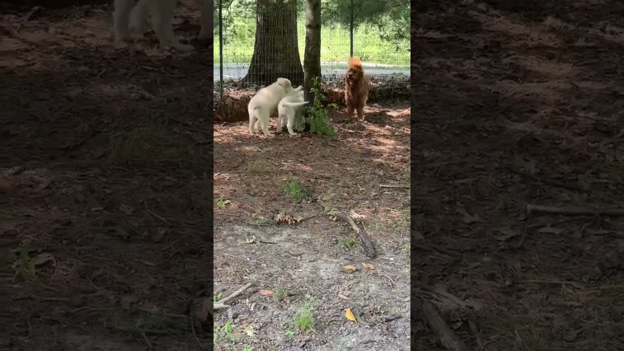 Argos in OH - Confident, Silly & Sweet, an adopted mixed breed in Bellevue, OH video 4/4