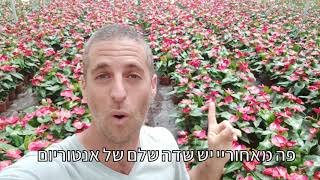אנטוריום הצמח הביתי הכי פשוט לגידול והכי יפה שיש