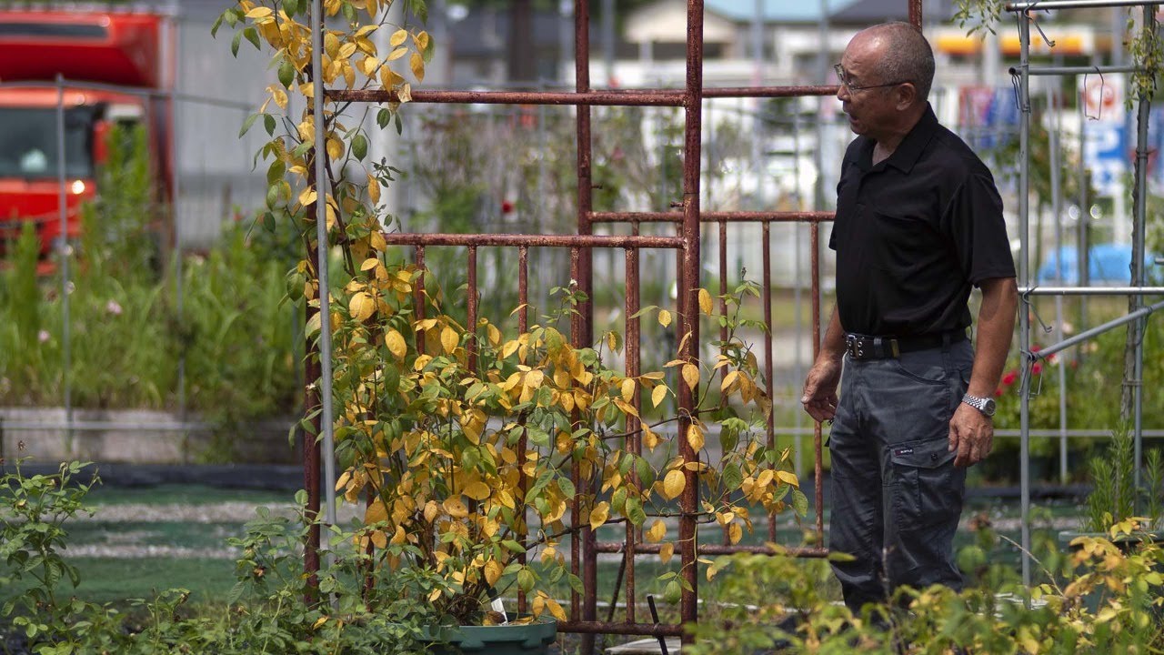 【ライブ】夏のバラの手入れあれこれ