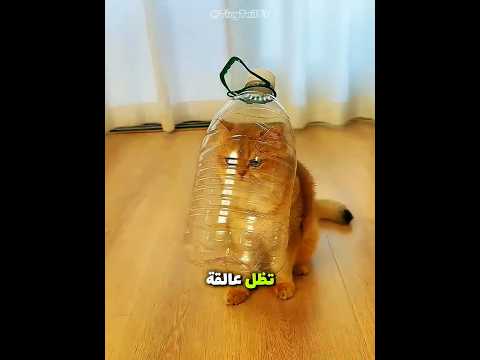 تم خداع القطط لشرب الماء 😂🐱