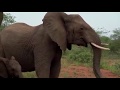 Trapped In A Terrifying Elephant Stampede Charge In Kruger National Park
