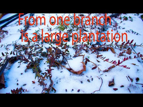 I make a plantation from one branch of a cranberry.