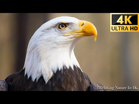 Our Planet | 4K African Wildlife - Eagles 4K: Amazing African Birds (Video 4K ULTRA HD)