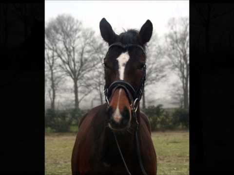 Estobar NRW x Waterford, geb 2009