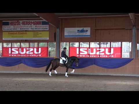 Dressurhengste Schleier: DSP De Sandro / Burghof Züchterbrunch 2017