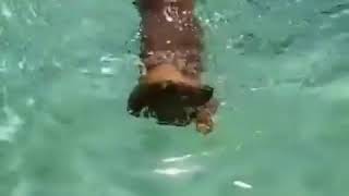 animale cainele inoata comic