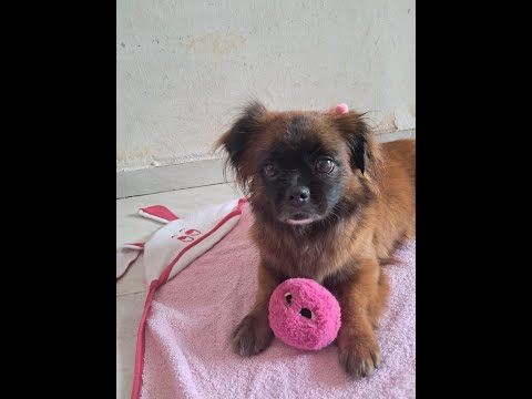 Petinho Pet video thumbnail