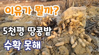 땅콩 수확 못한 밭이 5천평 이유가?